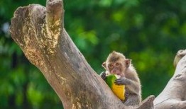 吃瓜群众在公园拍到的瓜,吃瓜群众捕捉到的神秘瓜界奇观