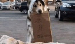 吃瓜群众小二狗,揭秘娱乐圈那些事儿