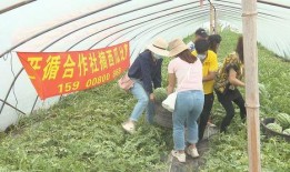 吃瓜群众在公园拍到的瓜,吃瓜群众捕捉到的神秘瓜界奇观