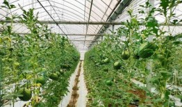 吃瓜群众越来越红,网络时代的“红人”崛起