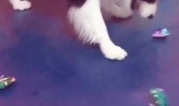 吃瓜群众狗拿耗子多管闲事,多管闲事背后的社会现象解析