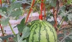 吃瓜群众领取福利,共享幸福时光