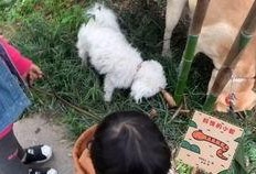 吃瓜群众小盆友怎么形容,网络时代的围观力量