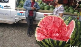 张家口市吃瓜群众