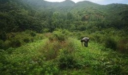 吃瓜群众黄河,吃瓜群众的视角解读