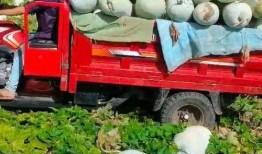 吃瓜群众领取福利,共享幸福时光