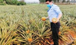 海南吃瓜群众代表,揭秘热带风情下的生活百态