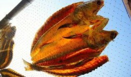 咸鱼群众吃瓜视频,吃瓜视频背后的网络现象解析