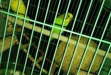 虎皮鹦鹉吃瓜群众,瓜果乐园中的快乐食客