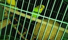 虎皮鹦鹉吃瓜群众,瓜果乐园中的快乐食客